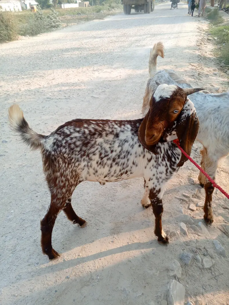two goats for sale — photo 4