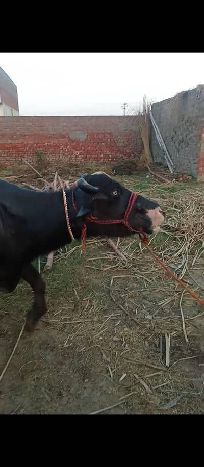 taza soi buffalo bhains maj