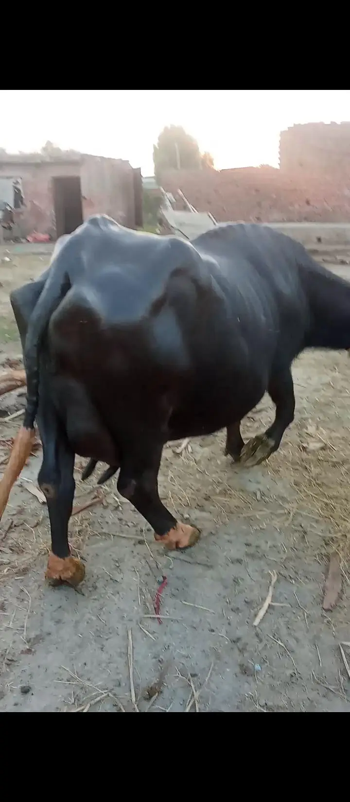 taza soi buffalo bhains maj — photo 2