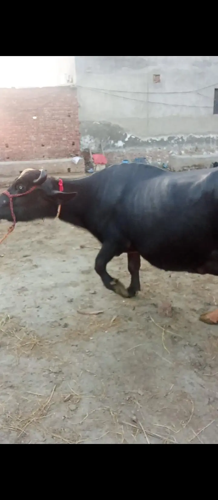 taza soi buffalo bhains maj — photo 3