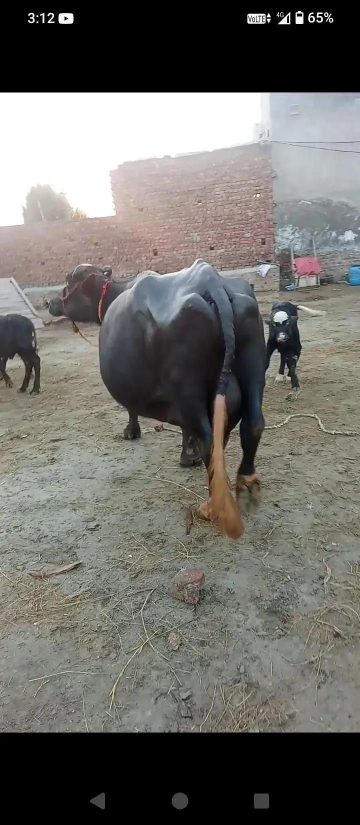 taza soi buffalo bhains maj — photo 4