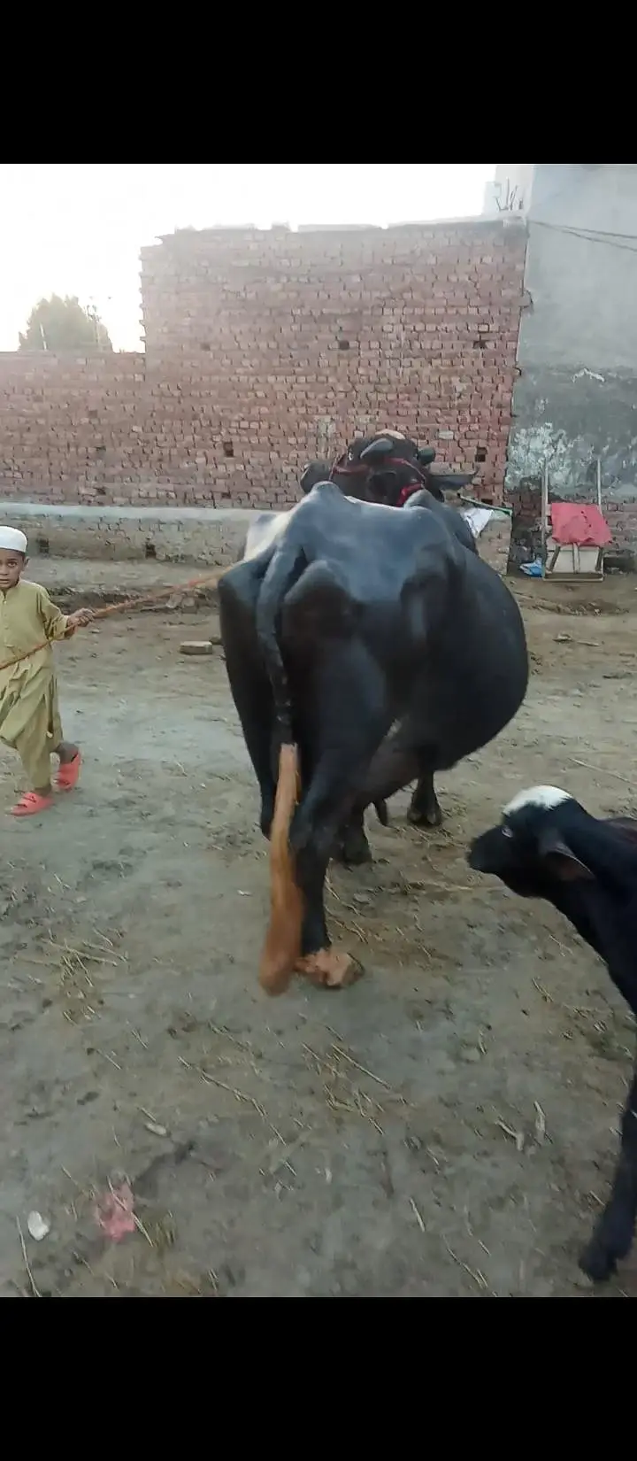 taza soi buffalo bhains maj — photo 5