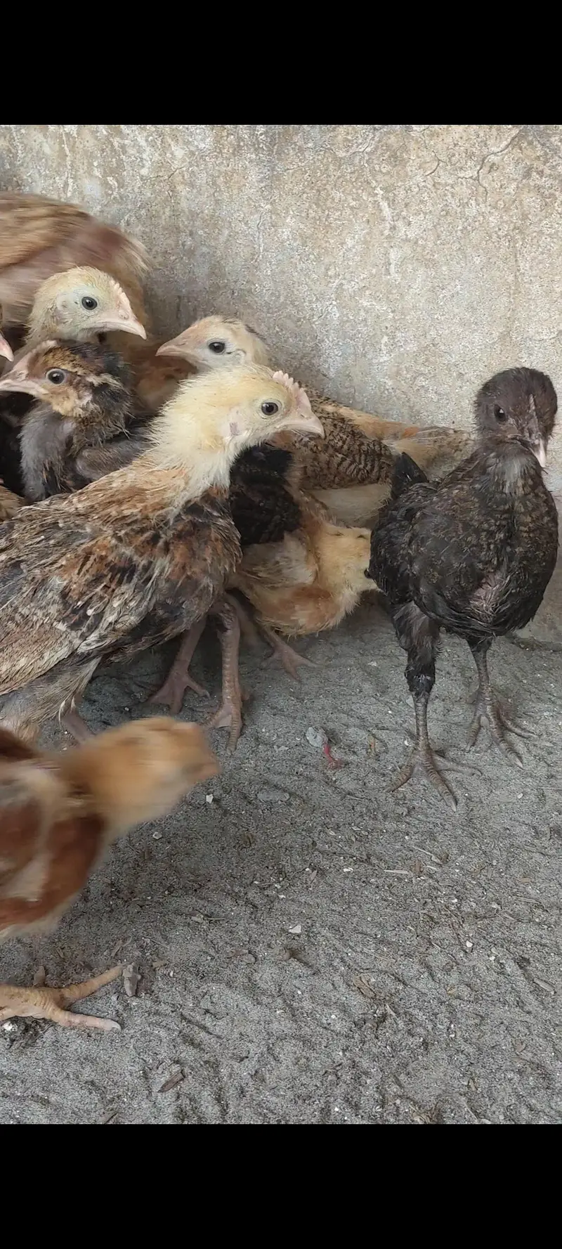 desi chuzay desi chicks — photo 2