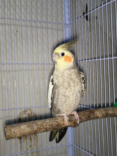 Female for sale exchange possible other female