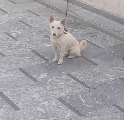 pista 0 siez male dog for sale