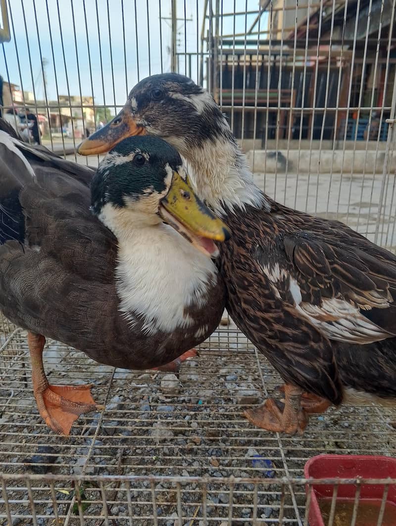 Ducks for sall pair 0