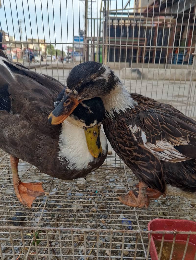 Ducks for sall pair 1