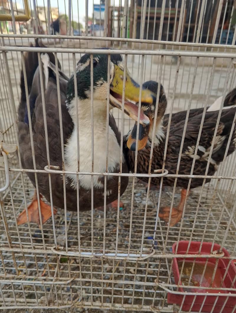 Ducks for sall pair 2