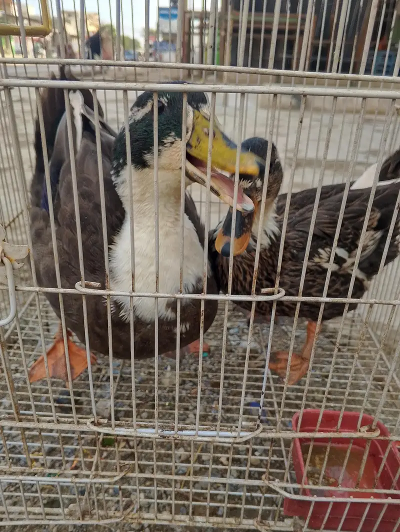 Ducks for sall pair — photo 3