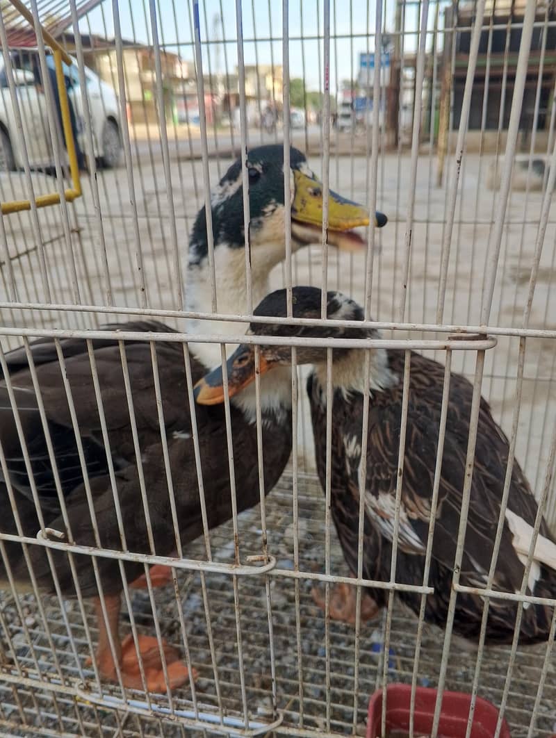 Ducks for sall pair 3
