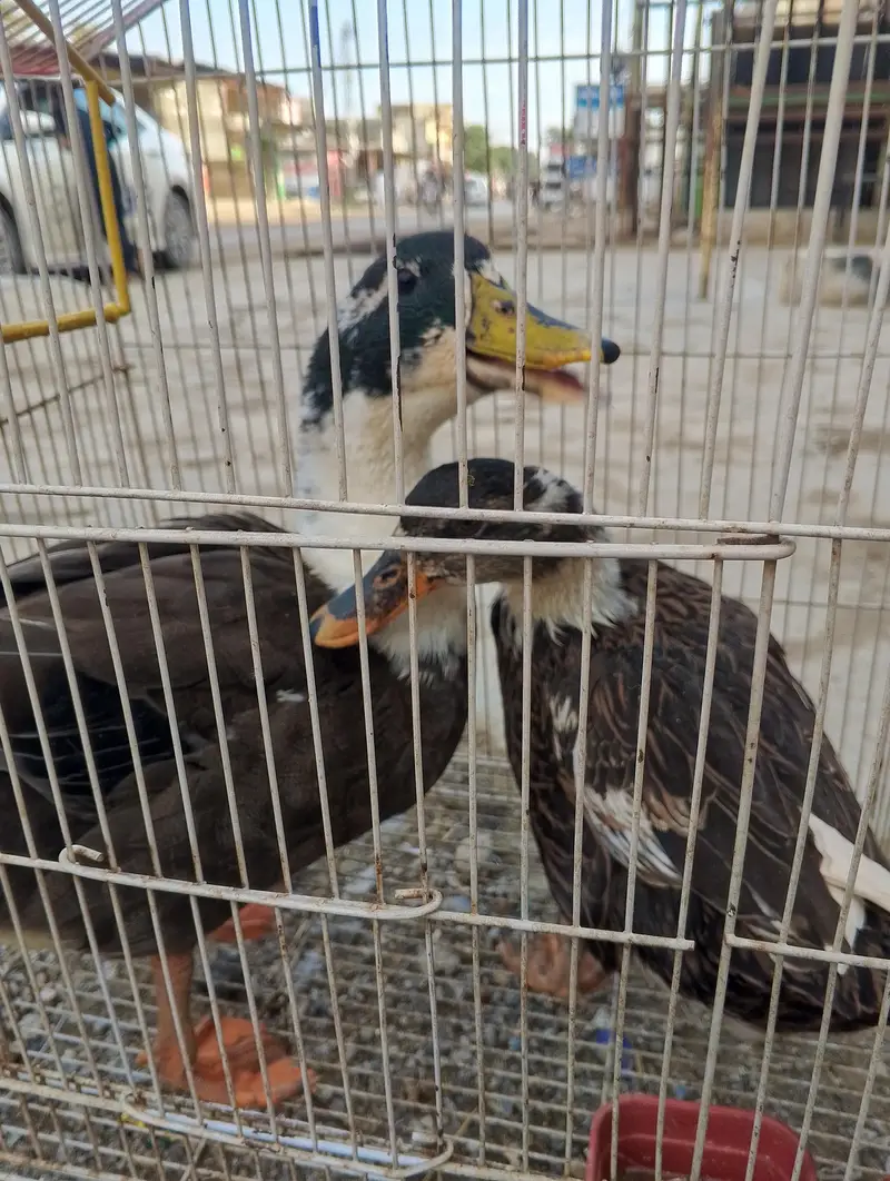 Ducks for sall pair — photo 4