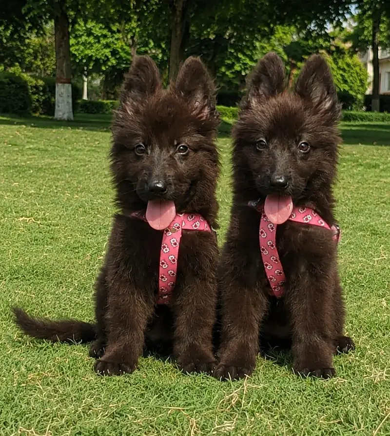 black Shepherd long coat 2 month pair  for sale — photo 2