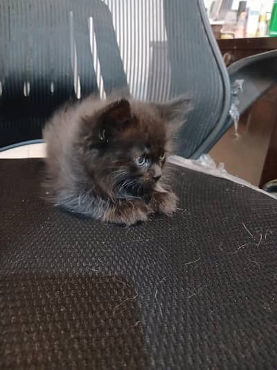 kittens for sale