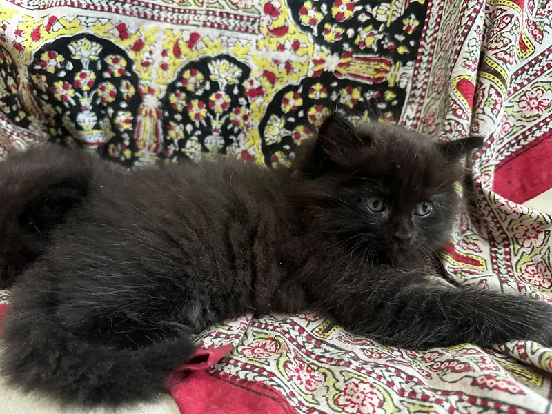 kittens for sale — photo 2