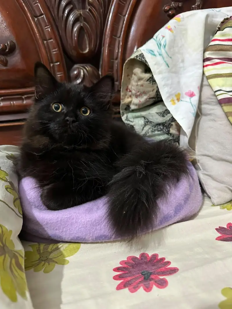 kittens for sale — photo 3