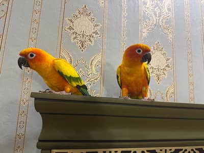2 Sun conure DNA Tested Male, Partial tamed, No bite
