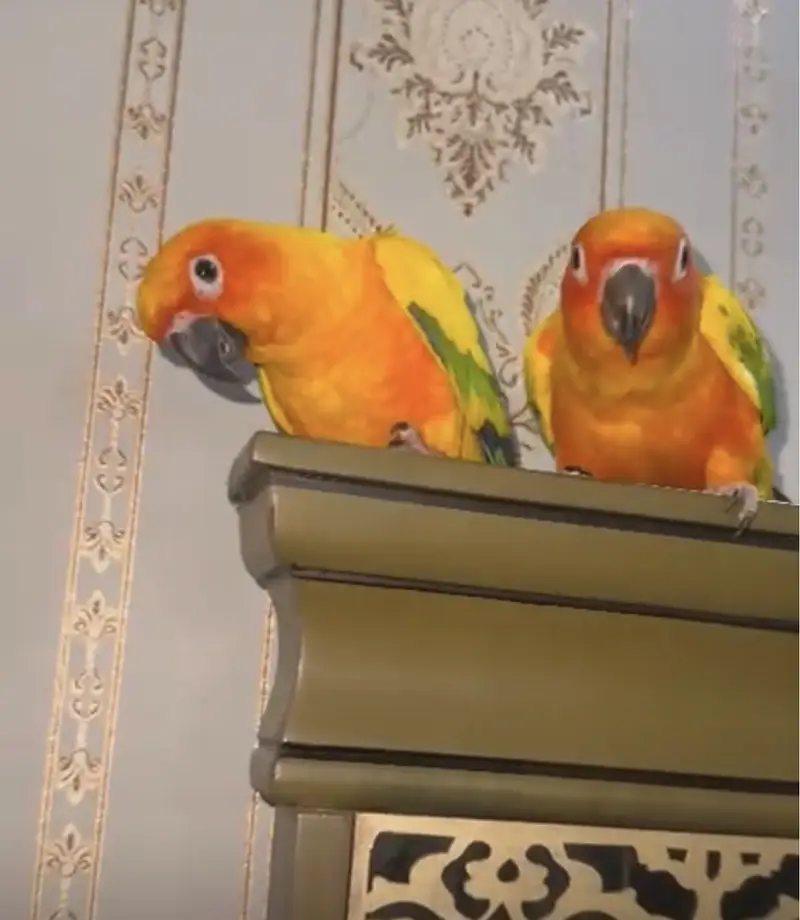 2 Sun conure DNA Tested Male, Partial tamed, No bite — photo 2