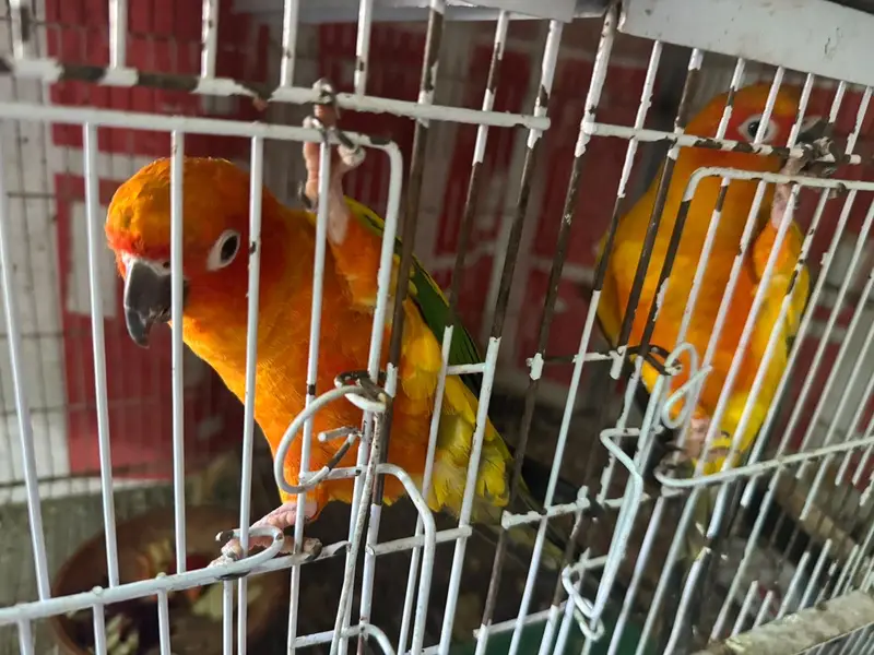 2 Sun conure DNA Tested Male, Partial tamed, No bite — photo 3