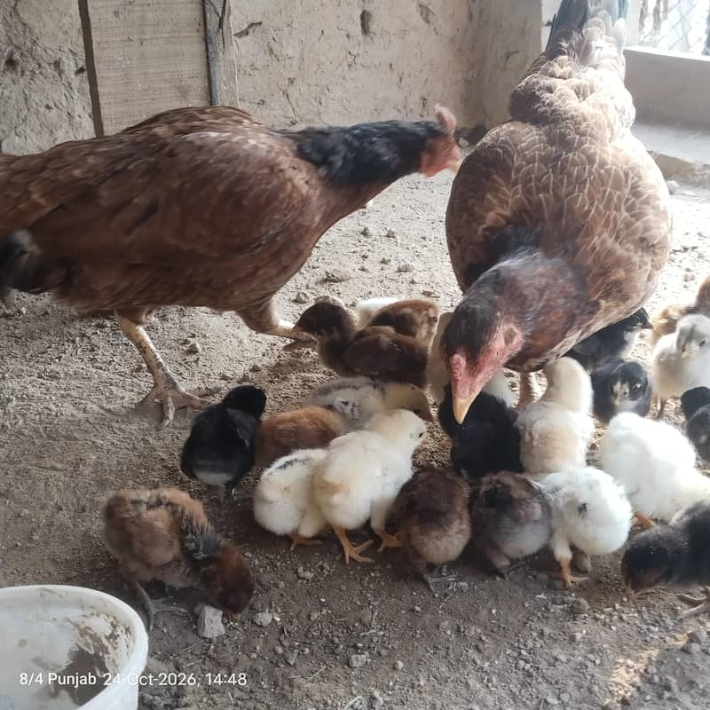 اصیل مرغیاں بچوں سمیت برائے فروخت 0