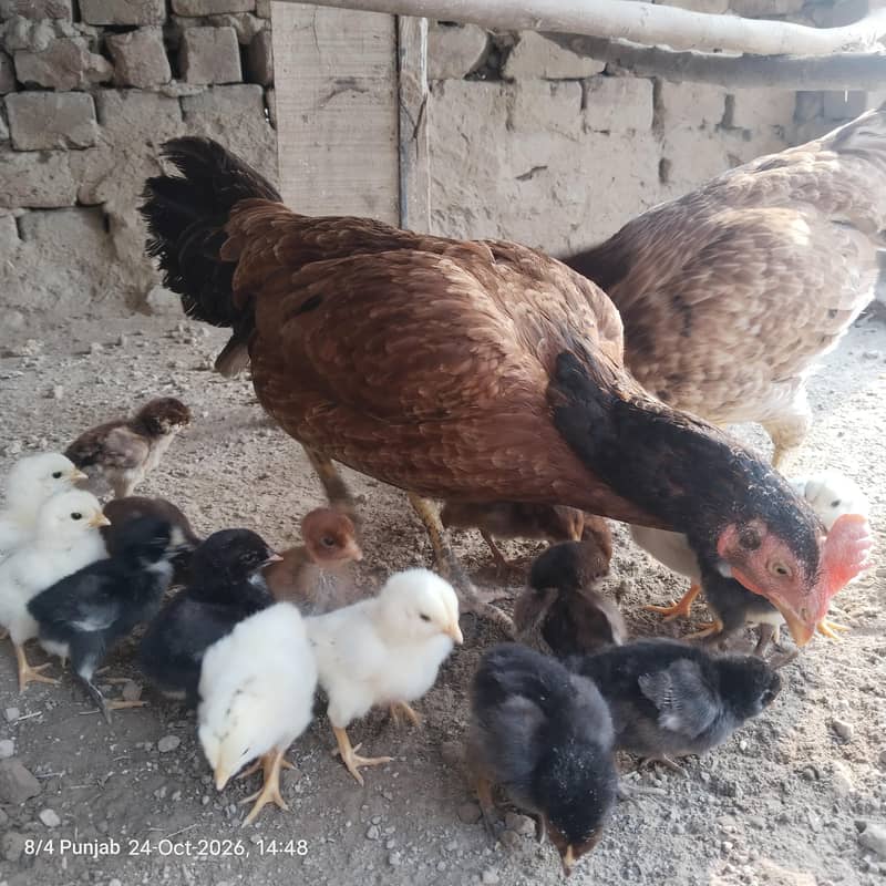 اصیل مرغیاں بچوں سمیت برائے فروخت 1