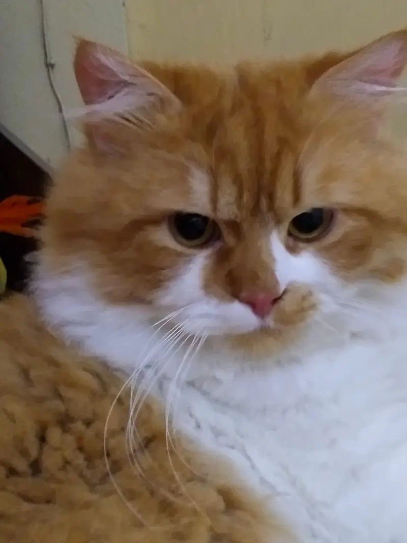Golden eyes, White and Orange Beautiful Cat — photo 2
