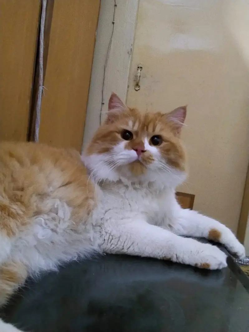 Golden eyes, White and Orange Beautiful Cat — photo 4