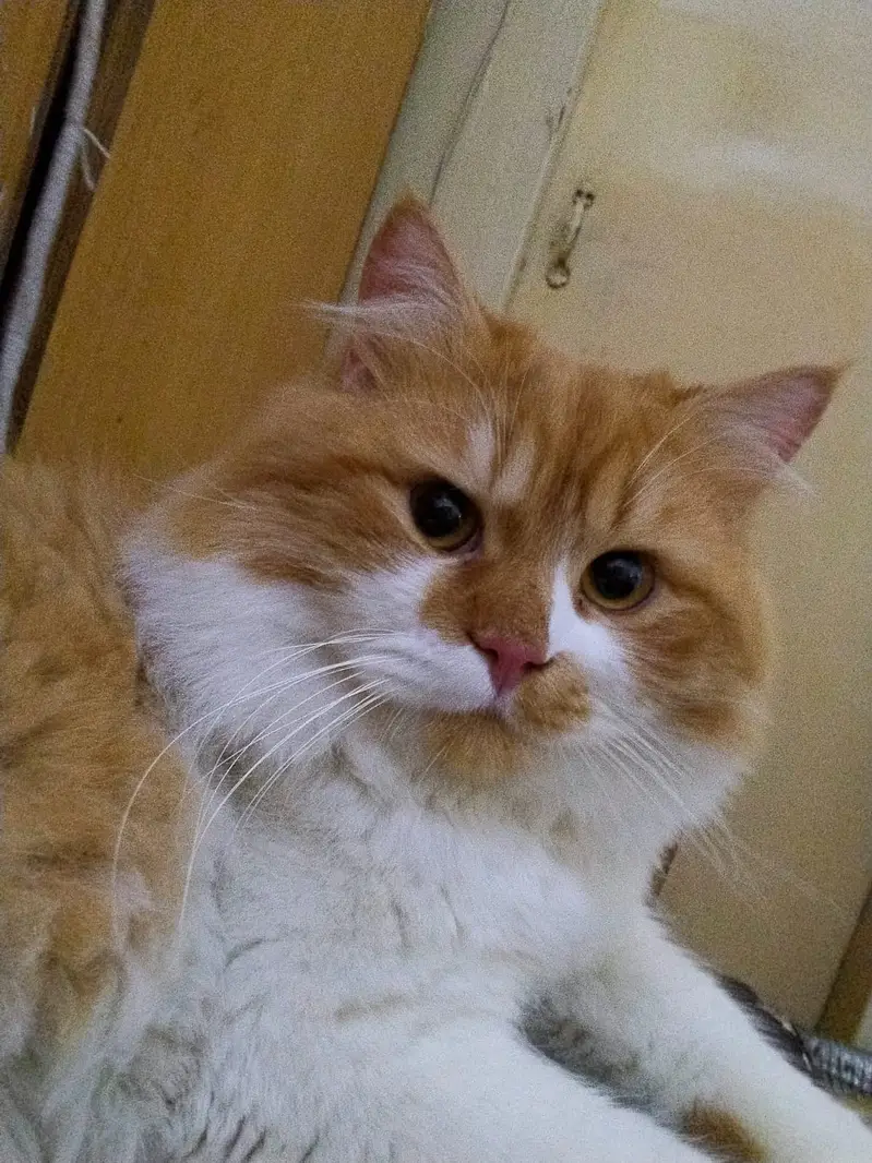 Golden eyes, White and Orange Beautiful Cat — photo 3