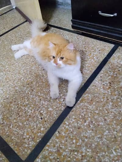 Golden eyes, White and Orange Beautiful Cat
