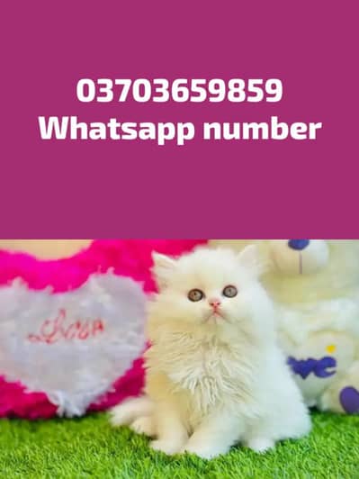 Persian Female kitten for sale