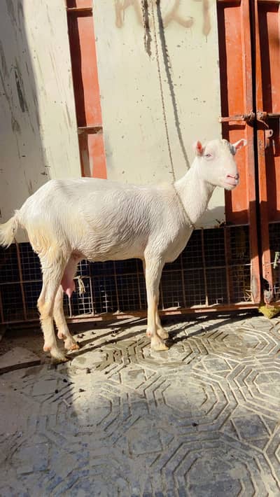 Teddy pointed bakri with males kid gulabi skin white eyes pink nose