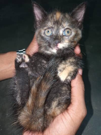 Persian cat