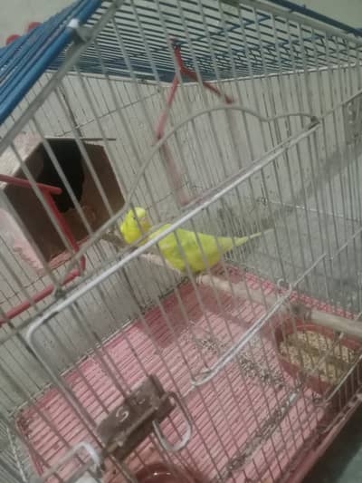 1 gore yellow  colour egg dete ha without cage