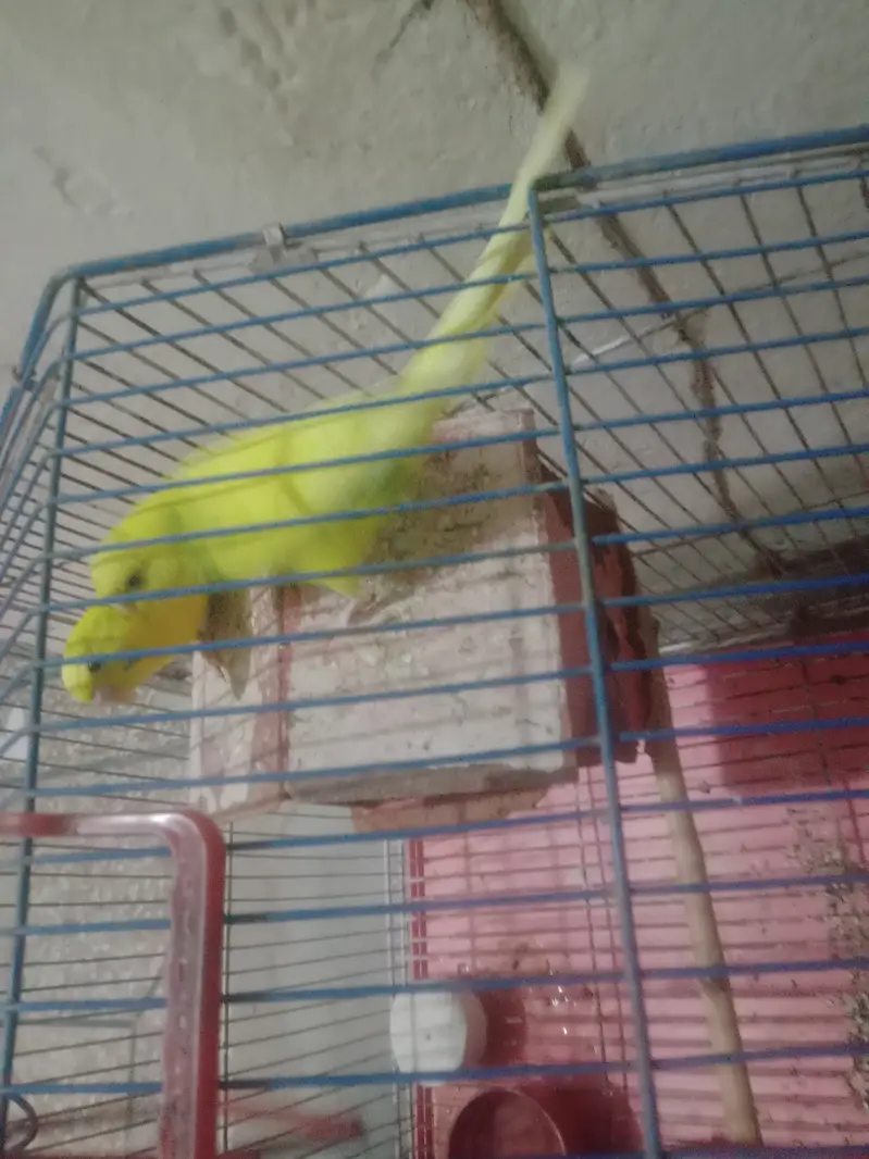1 gore yellow  colour egg dete ha without cage — photo 3