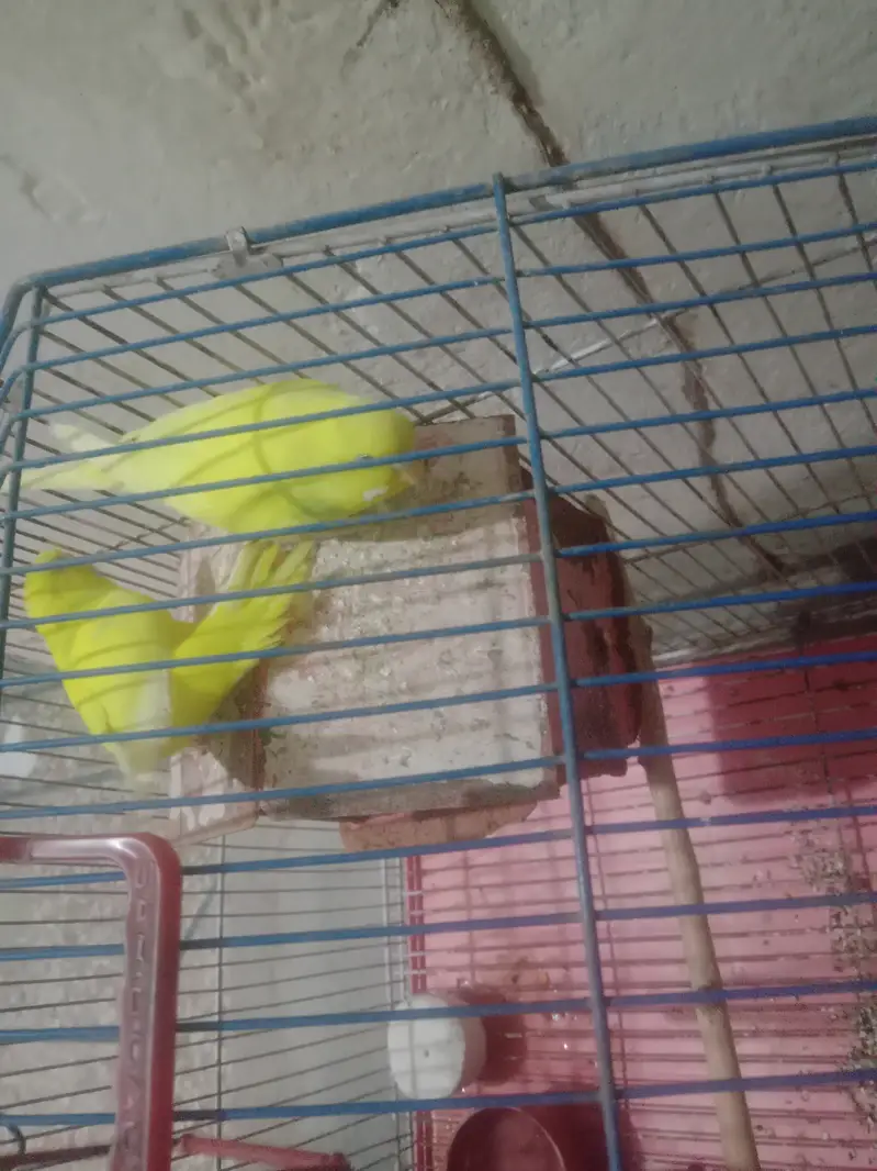1 gore yellow  colour egg dete ha without cage — photo 4
