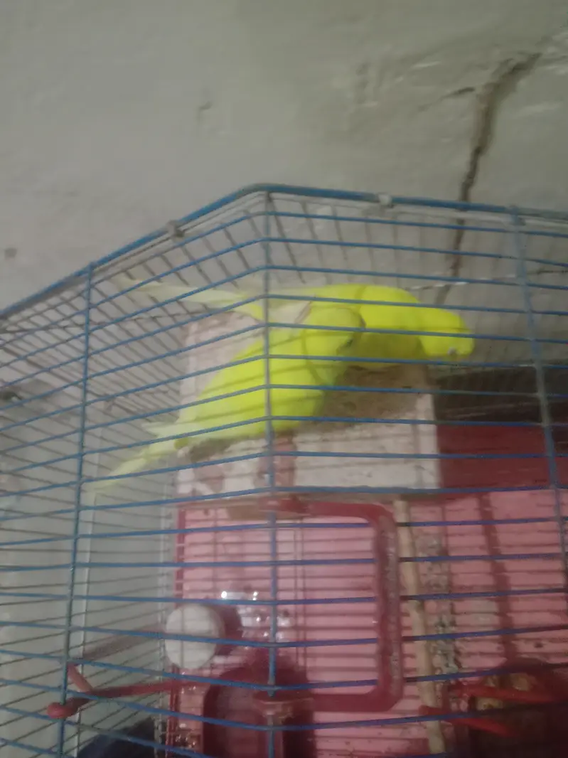 1 gore yellow  colour egg dete ha without cage — photo 5