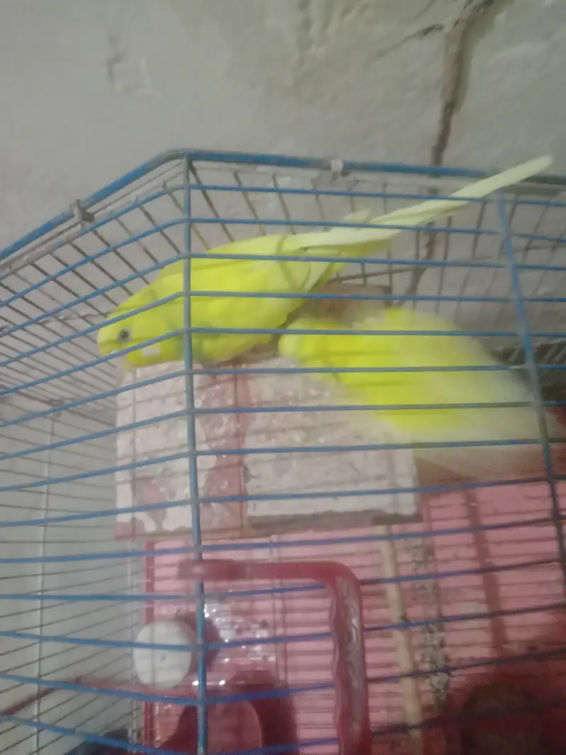 1 gore yellow  colour egg dete ha without cage — photo 6