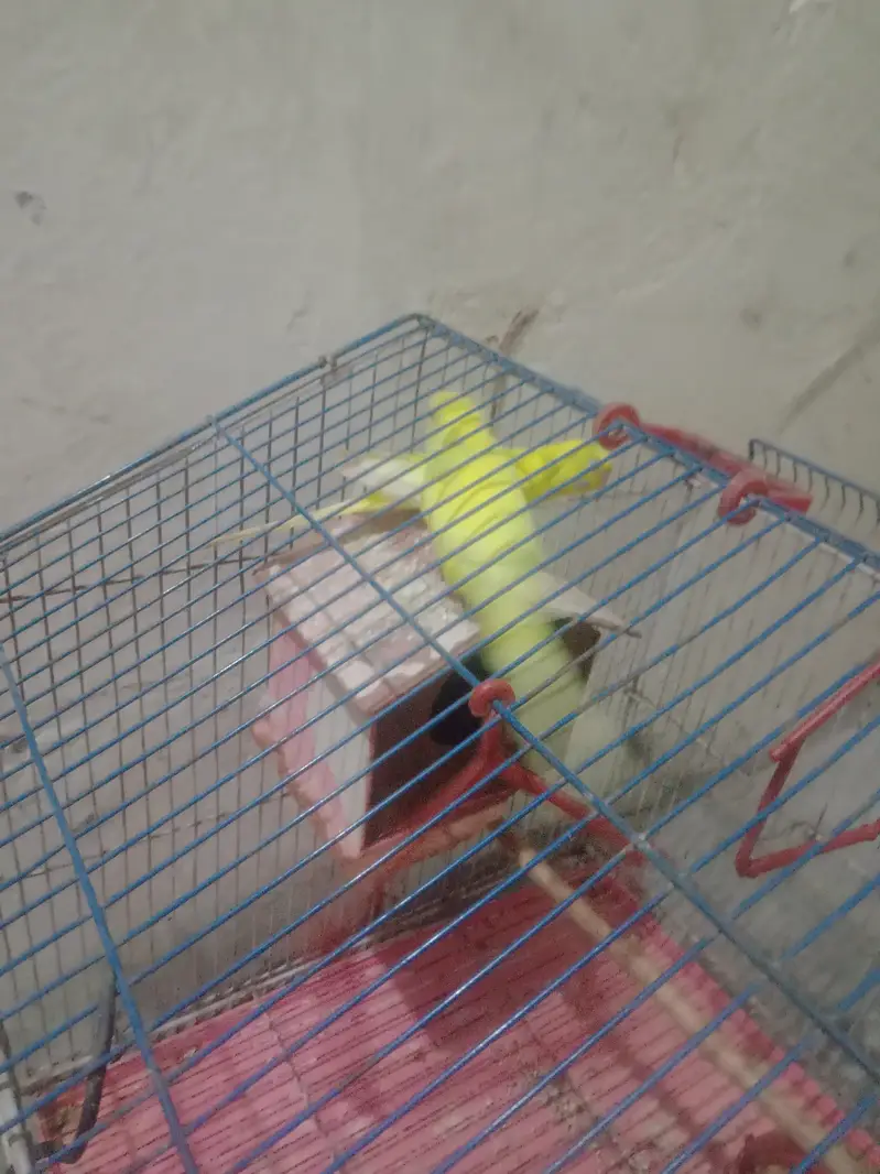 1 gore yellow  colour egg dete ha without cage — photo 7
