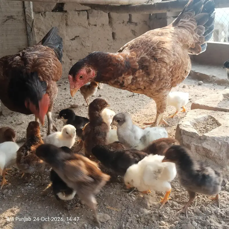 اصیل مرغیاں بچوں سمیت برائے فروخت — photo 3