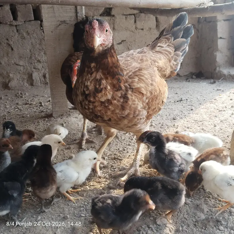 اصیل مرغیاں بچوں سمیت برائے فروخت — photo 4