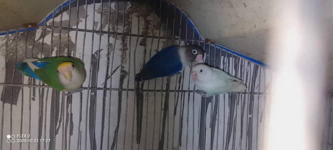 one male 2 female love brid