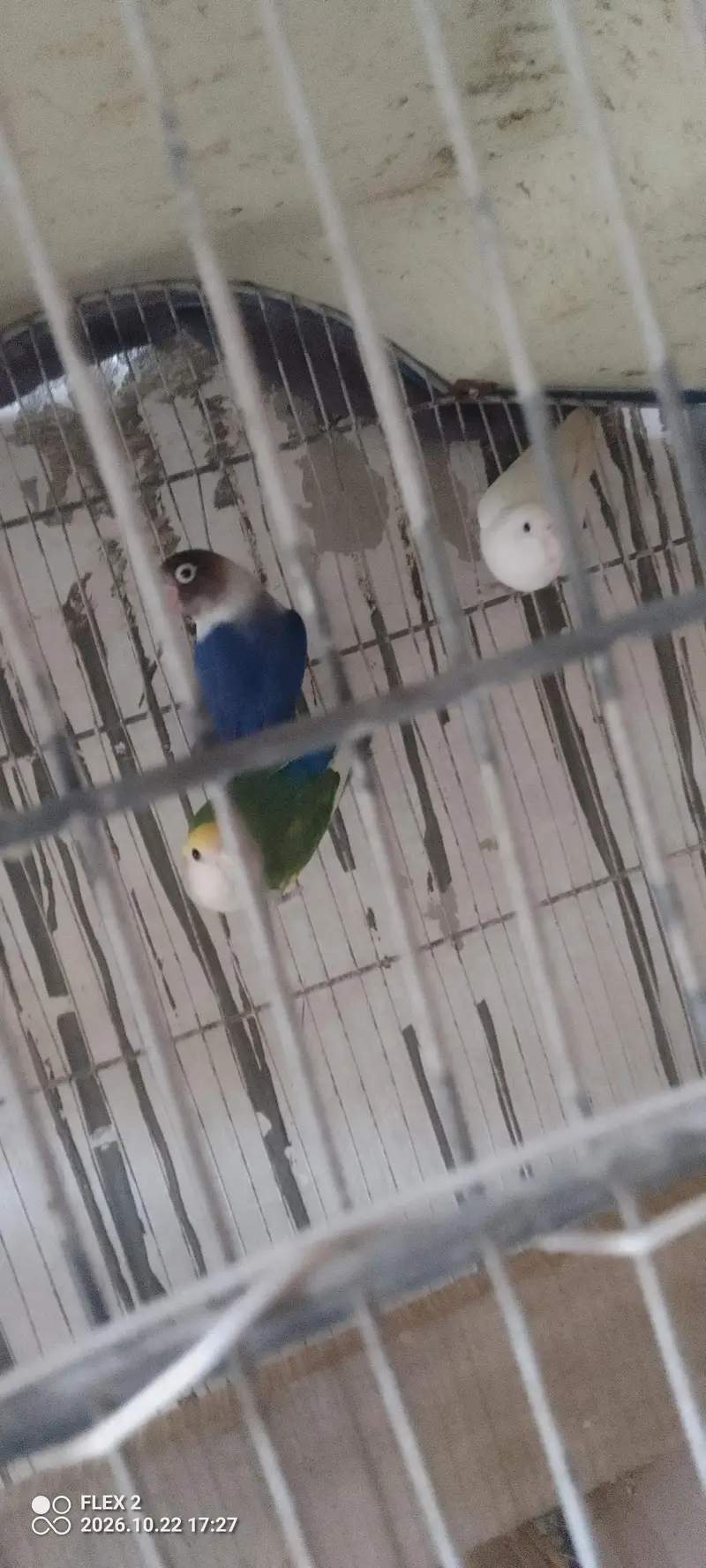 one male 2 female love brid — photo 2