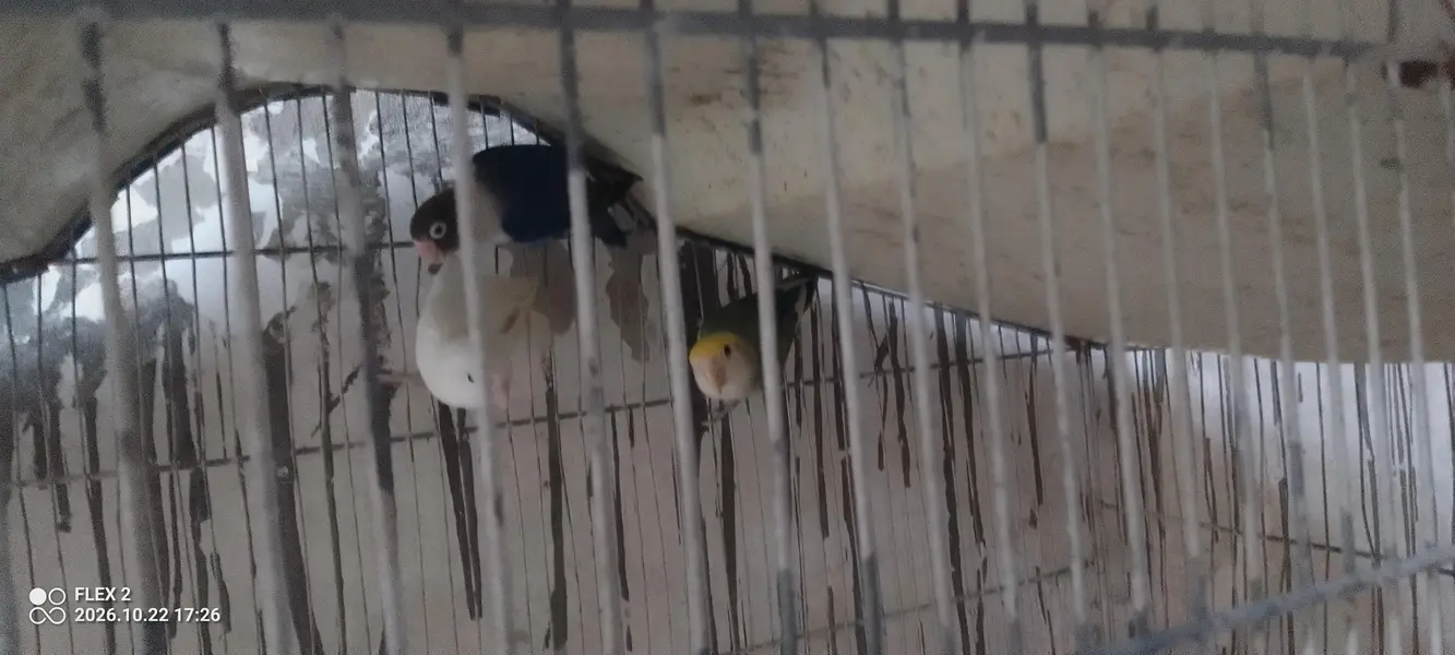 one male 2 female love brid — photo 3