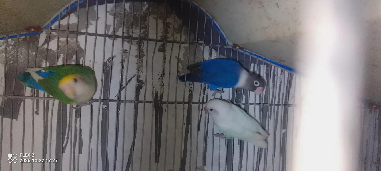 one male 2 female love brid — photo 5