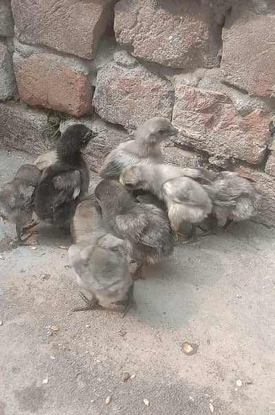 Blue Dragon chicks Available