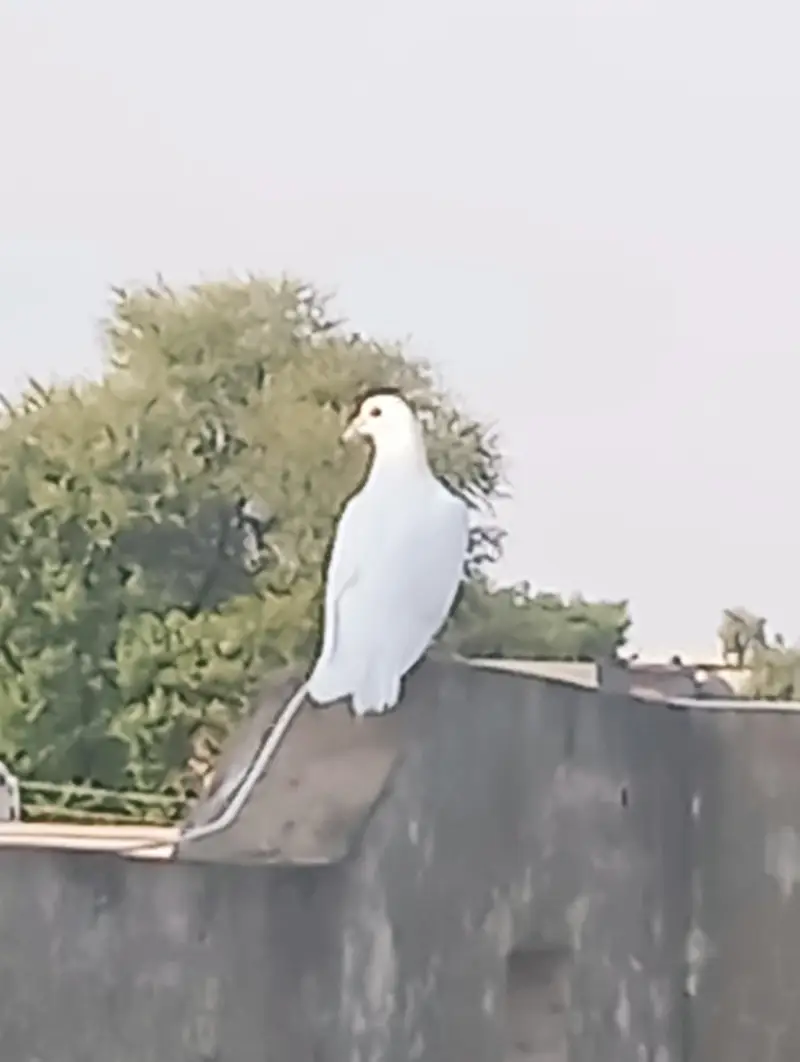 Ayan malik — photo 2