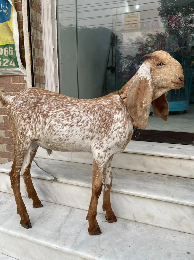 Makhi chena bacha — photo 2