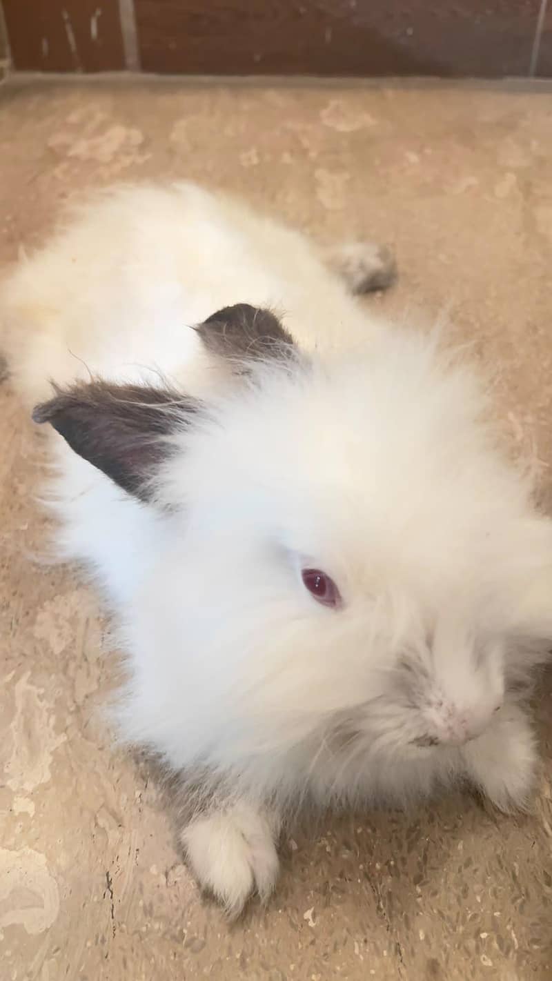 angora breed 0