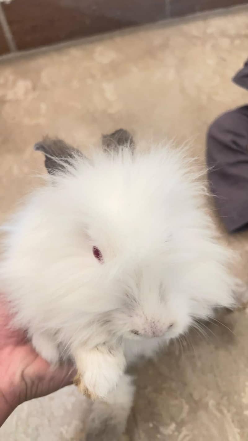 angora breed 1