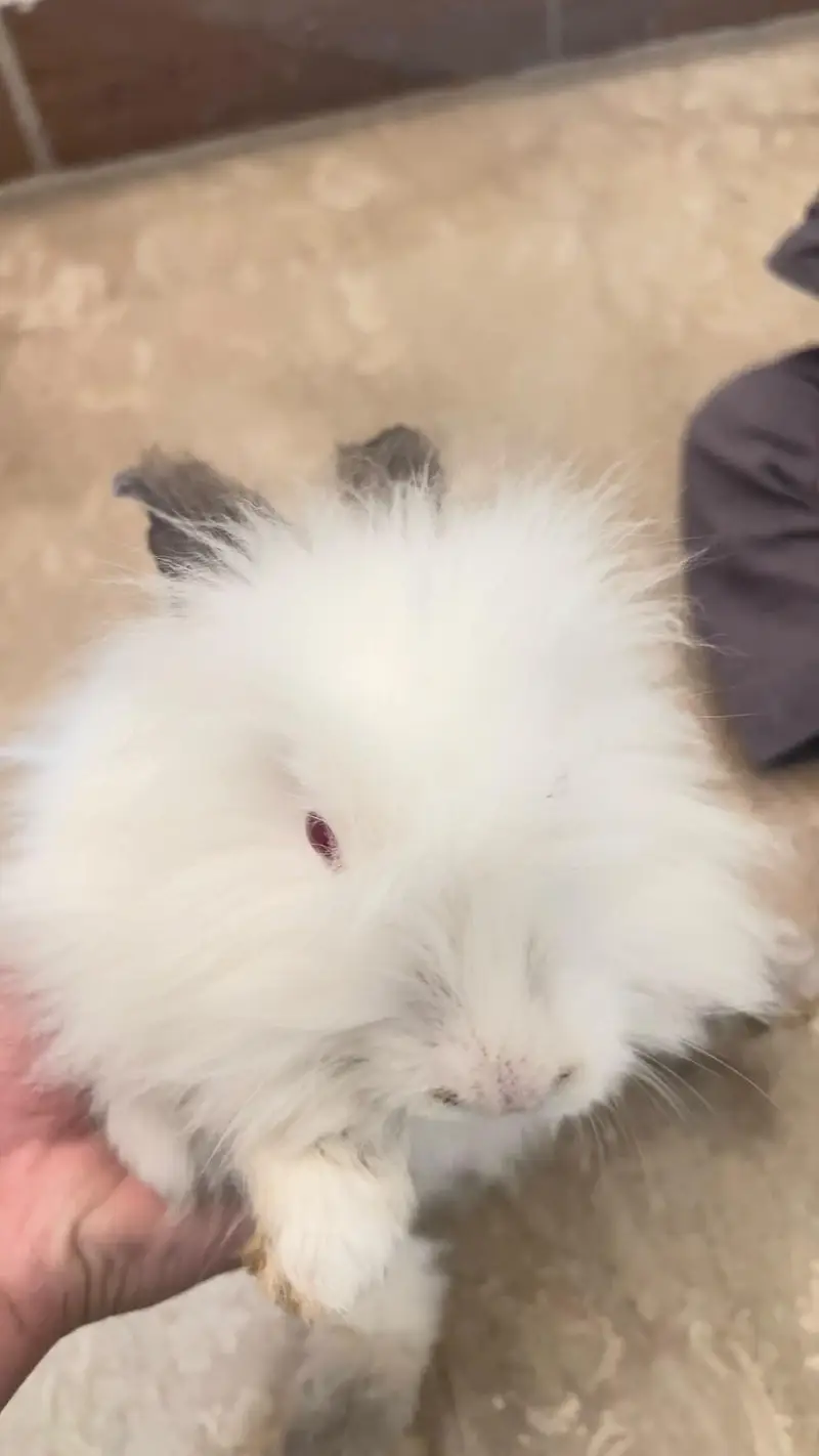 angora breed — photo 2