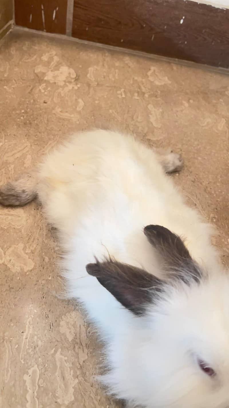 angora breed 2
